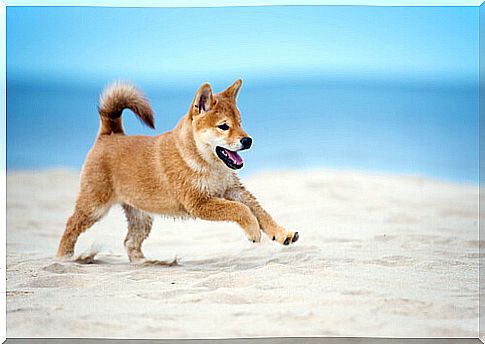 Shiba Inu: character