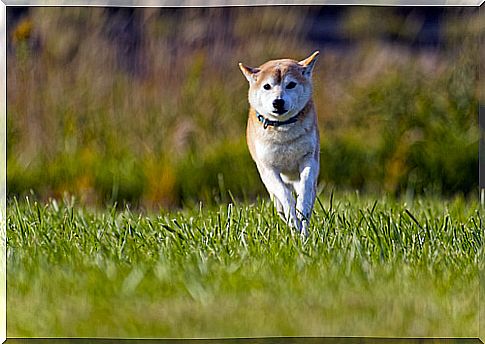 Shiba Inu training