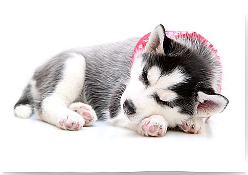 Tips for putting a dog to sleep