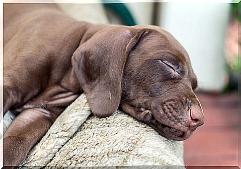 cachorro durmiendo