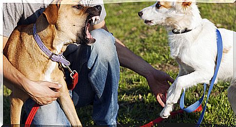 Tips for Resolving Pet Disputes