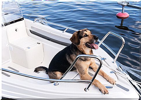 Tips for taking your dog on a boat