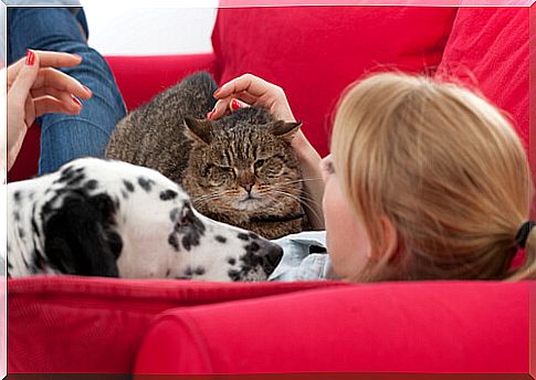 perro y gato sofa