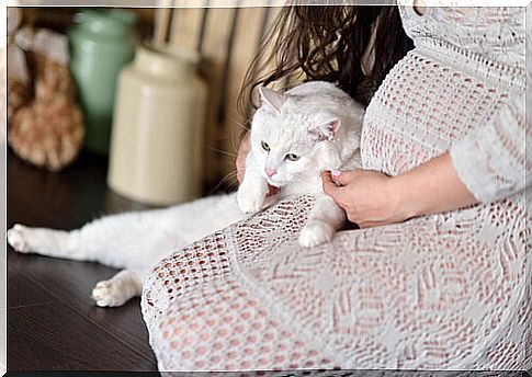 pregnant woman cat