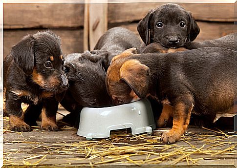 Tips to help your dog eat more slowly