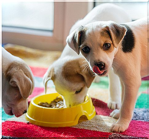 dogs eating