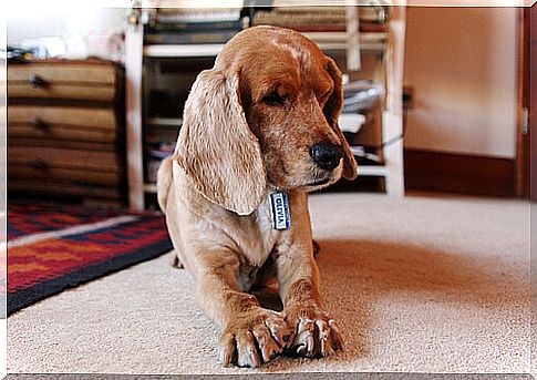 Tips to keep the house clean living with a dog