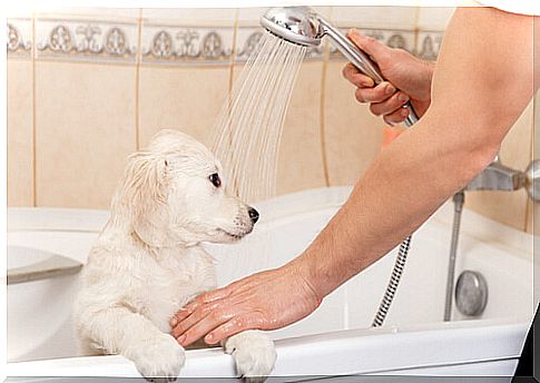 dog bath