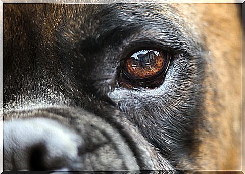 Treatment of blindness in dogs