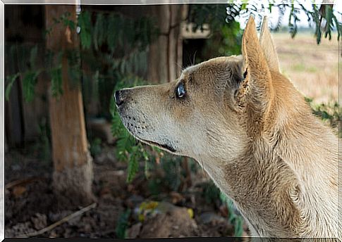 Having a blind dog: tips