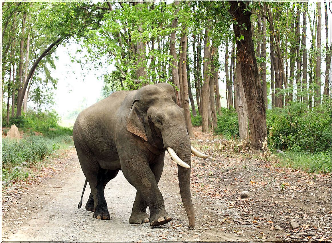 Types and characteristics of Asian elephants