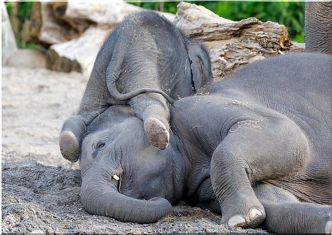 An Asian elephant mother with her child.