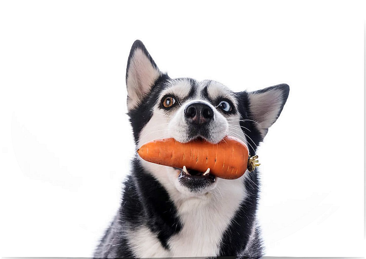 Vitamin C is essential for dogs.