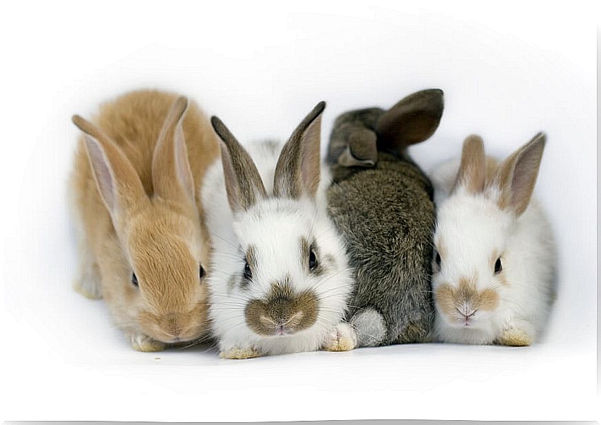 Vestibular syndrome in rabbits: what is it about?