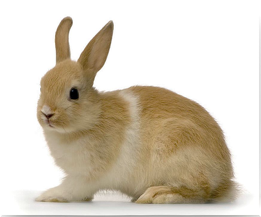 Brown domestic rabbit.