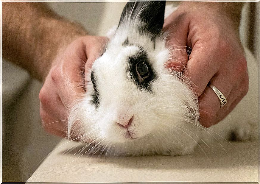 Domestic rabbit being restrained during a consultation.