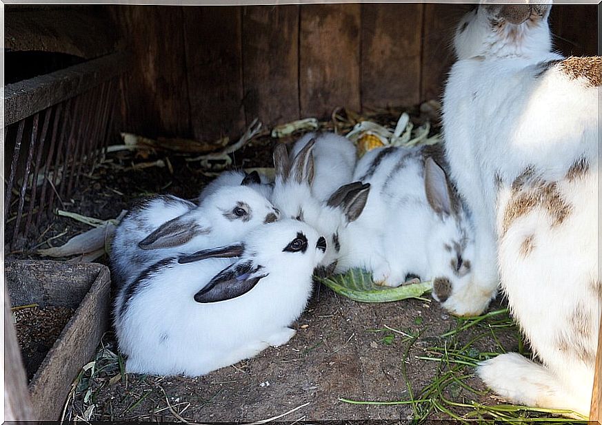 Group of young rabbits being supervised by their mother.