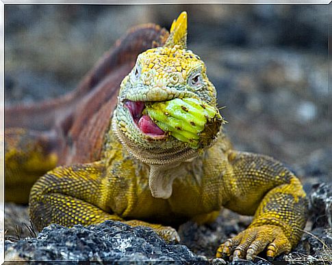 Vitamins and calcium in iguanas