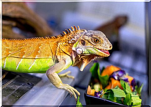 Iguana feeding