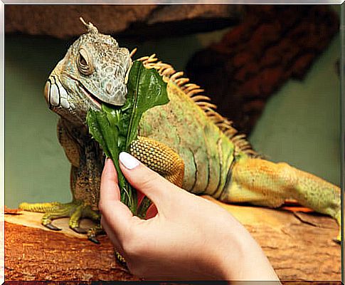 What do iguanas eat