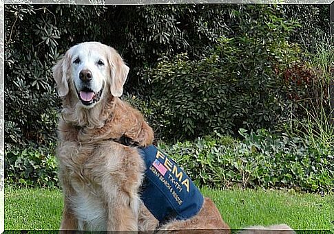 We say goodbye to the last rescue dog of 9/11