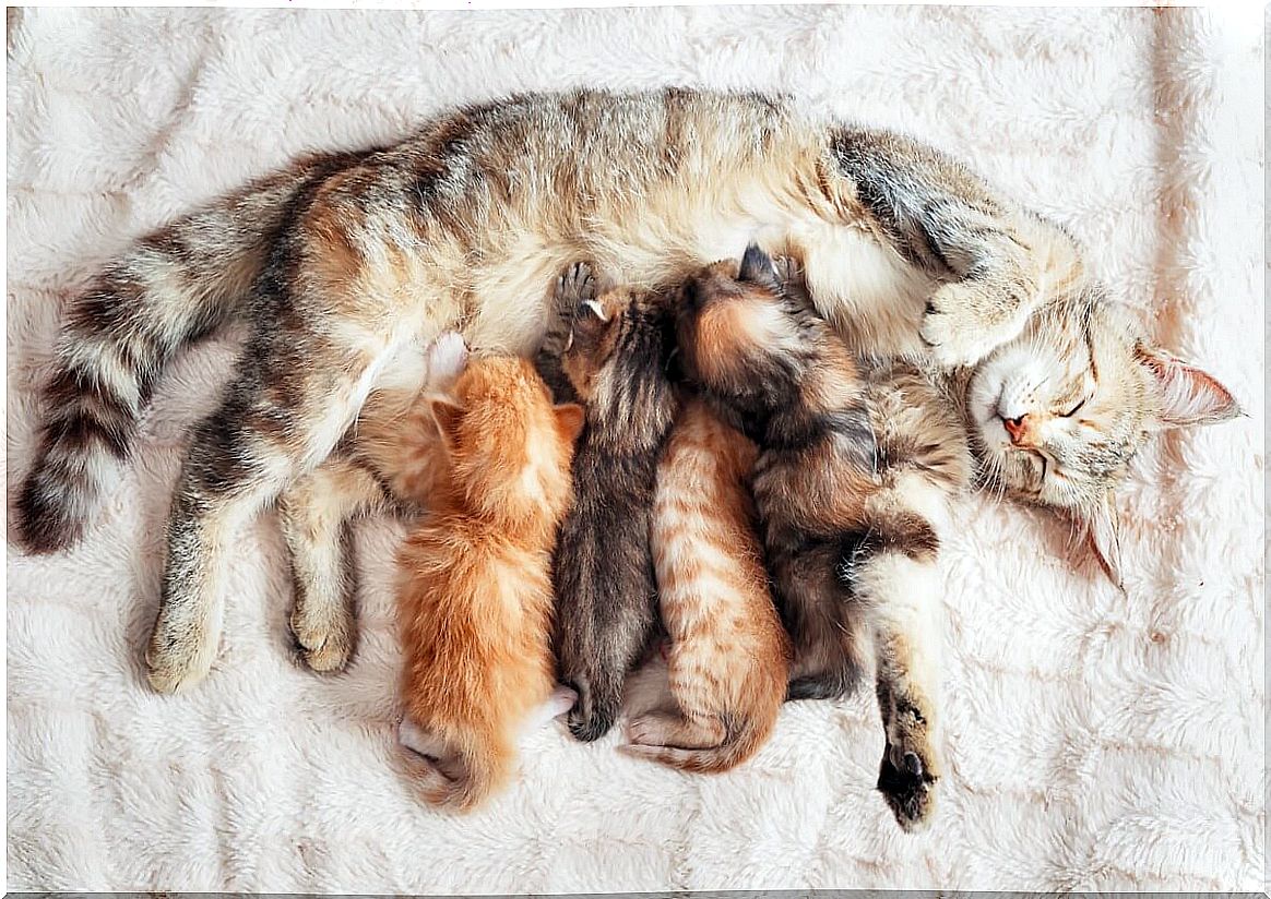 A litter of cats.