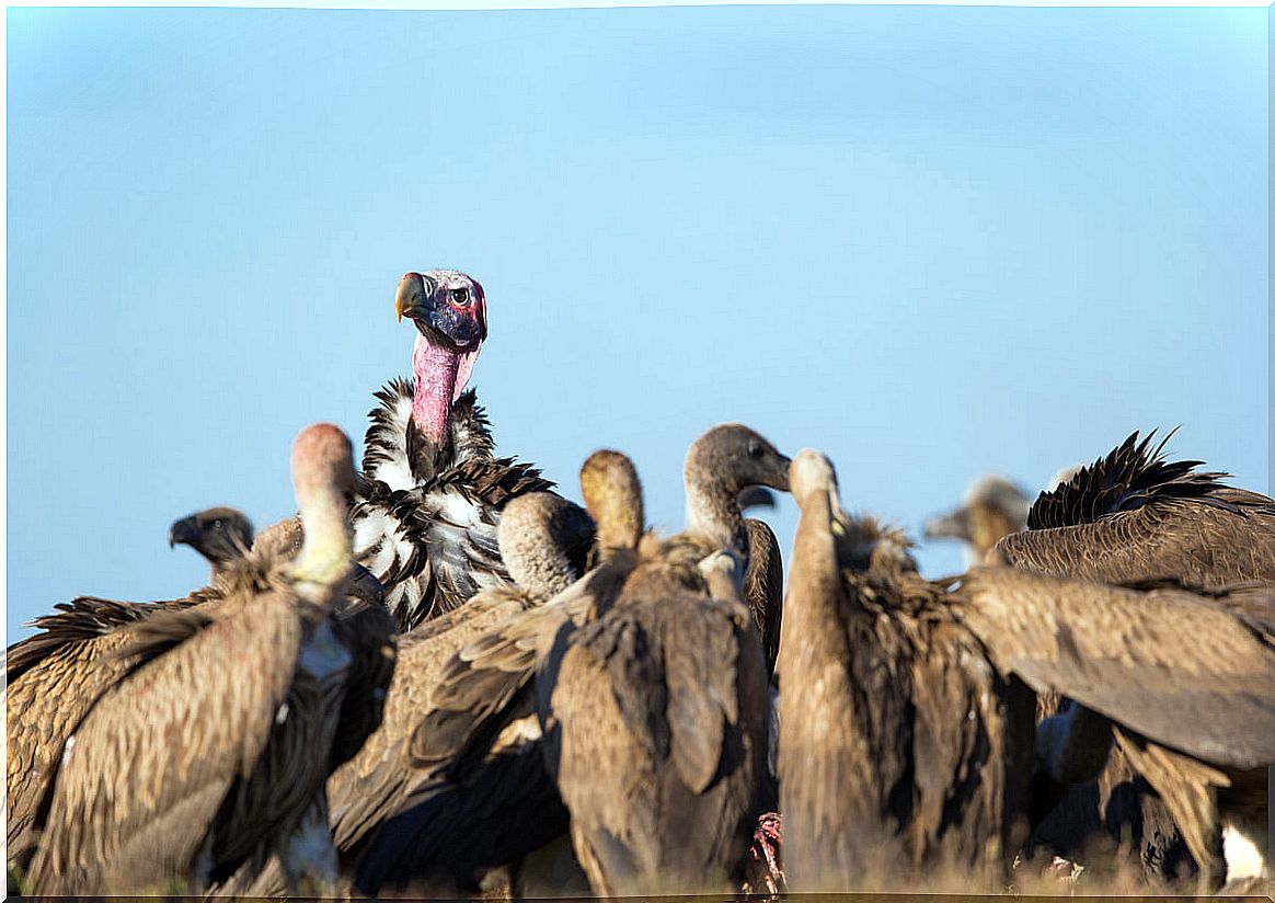 Un buitre orejudo destaca en un grupo de aves carroñeras.