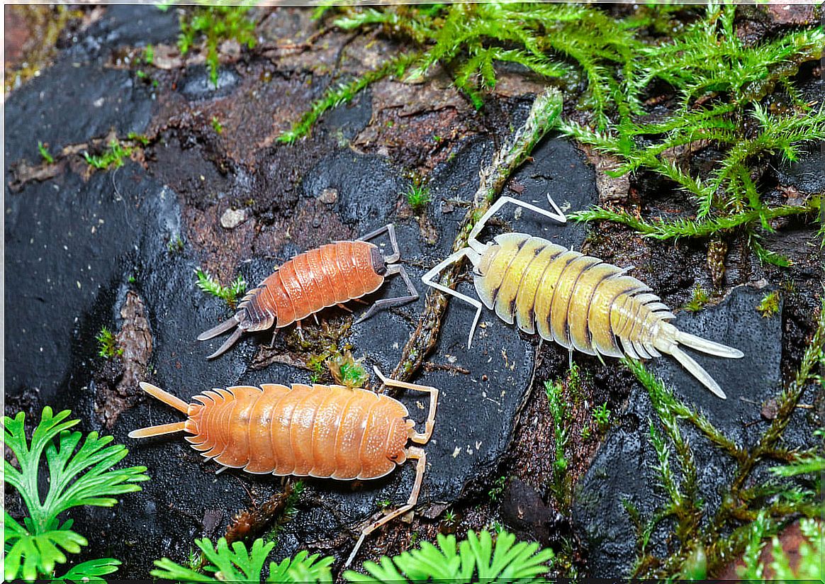 Isopods are decomposing animals.