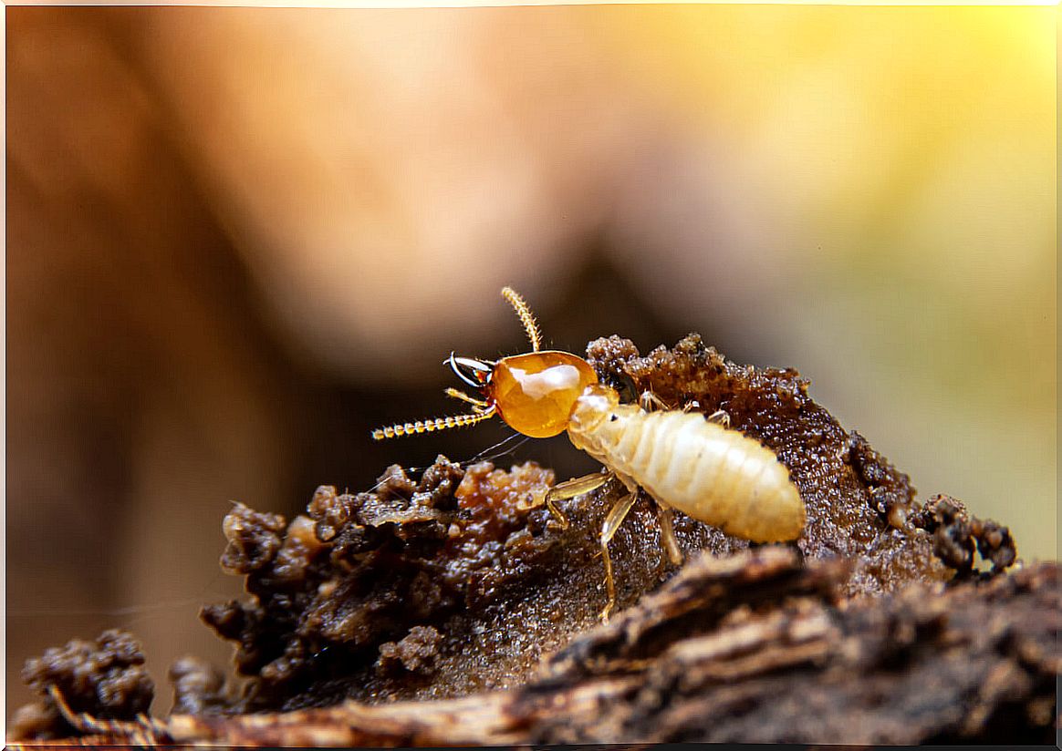 Termites are xylophagous decomposing animals.