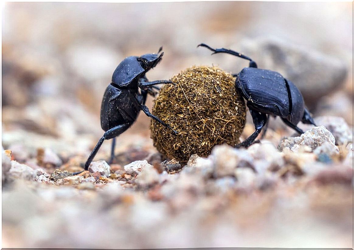 Dung beetles are decomposing animals.