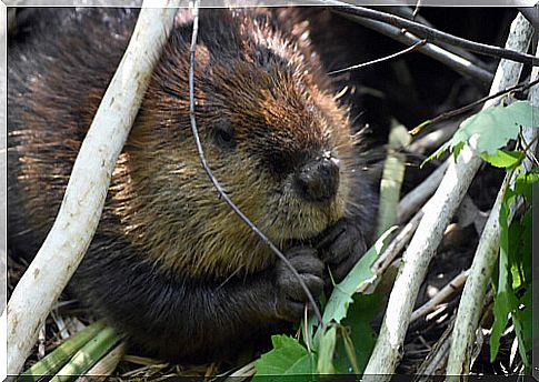 The beaver is an invasive species