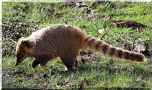 Coati