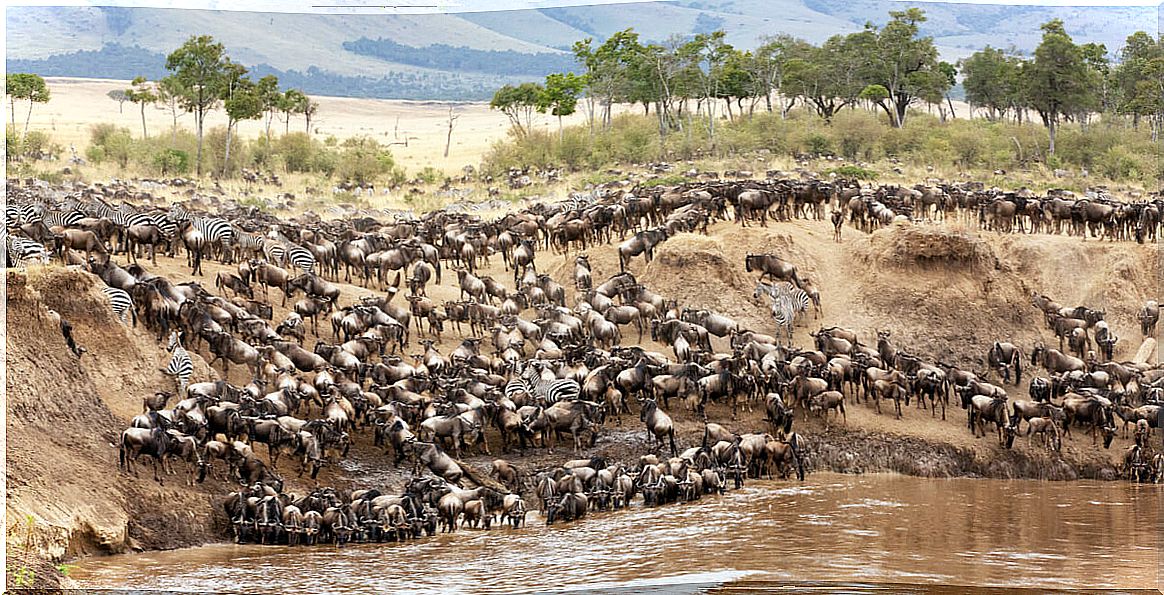 Wildebeest migration.