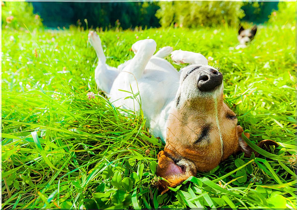 A dog sunbathes in the field.