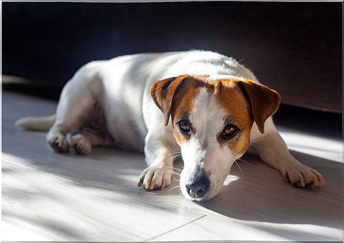 A dog sunbathing at home