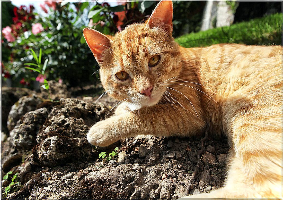 What are the causes of cats eating dirt?