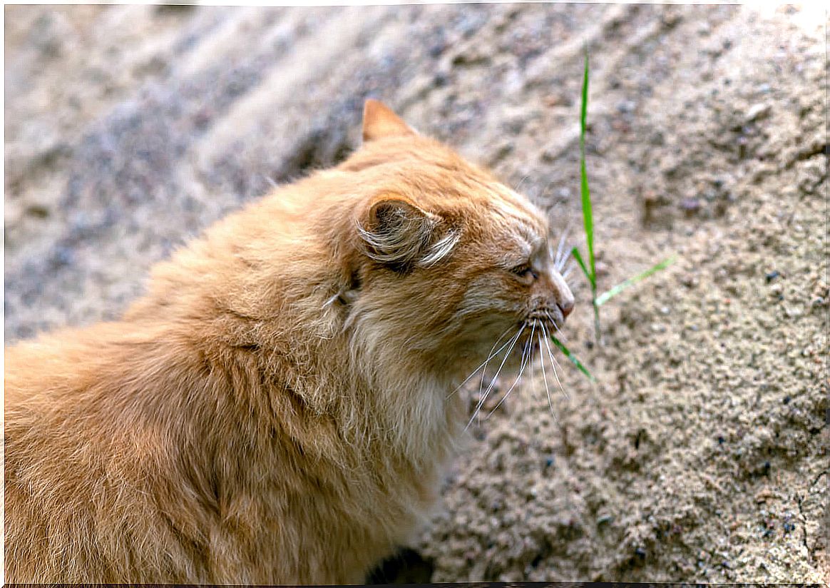 What makes cats eat dirt?