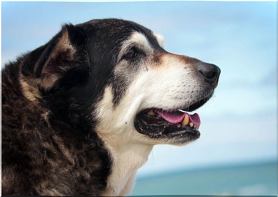 What are the diseases that appear in older dogs?