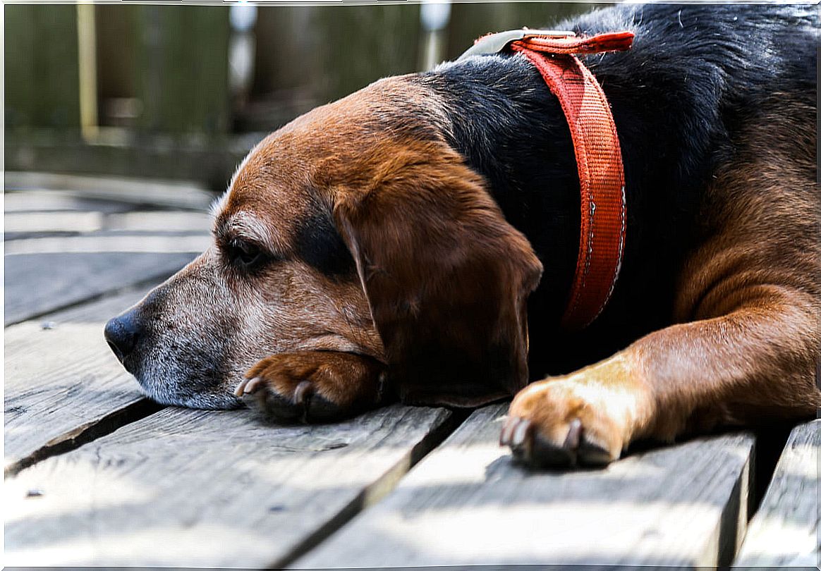 A beagle of geriatric age.