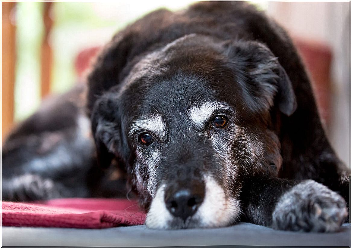 An old dog lying on the ground.