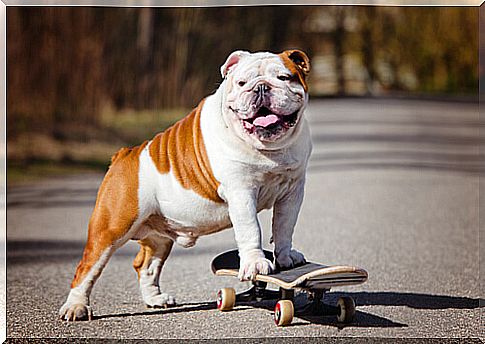 Bulldog on scooter