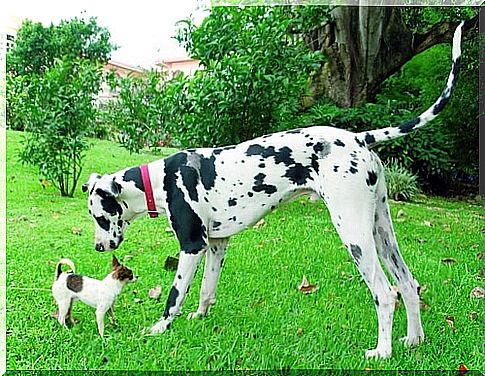 Chihuahua and Dalmatian