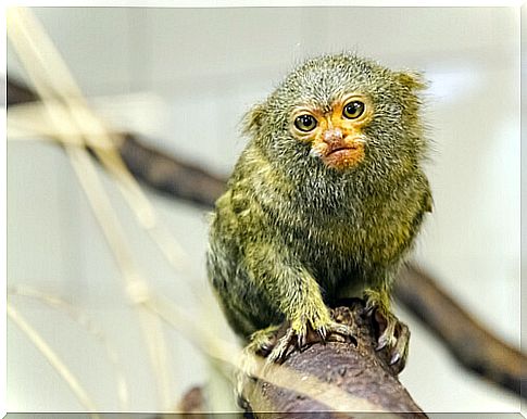 Pygmy marmoset: feeding