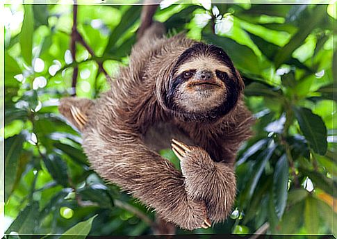 Sloth: feeding