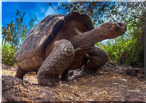 Life cycle of turtles