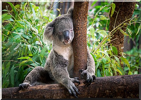 How much does a koala sleep?