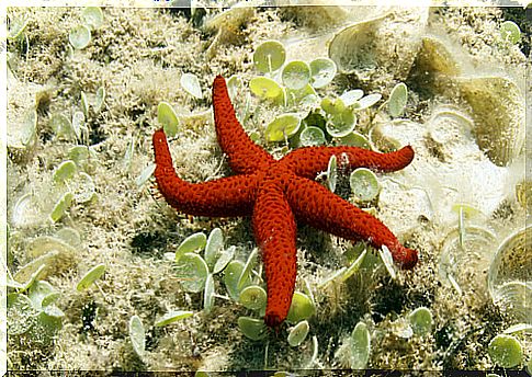 Starfish Anatomy