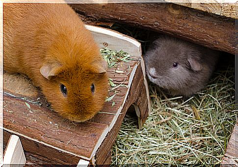 Guinea pig eating