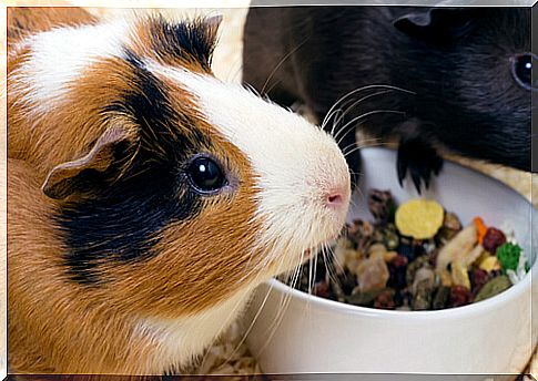 Guinea pigs with their food