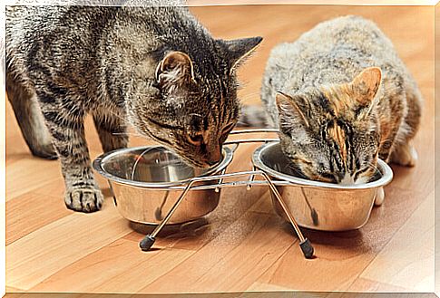 cats eating